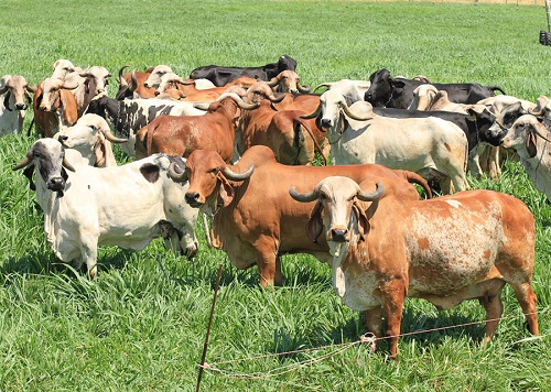 MELHORAMENTO GENÉTICO - Pela primeira vez, ferramenta genômica vai reunir três raças de bovinos leiteiros